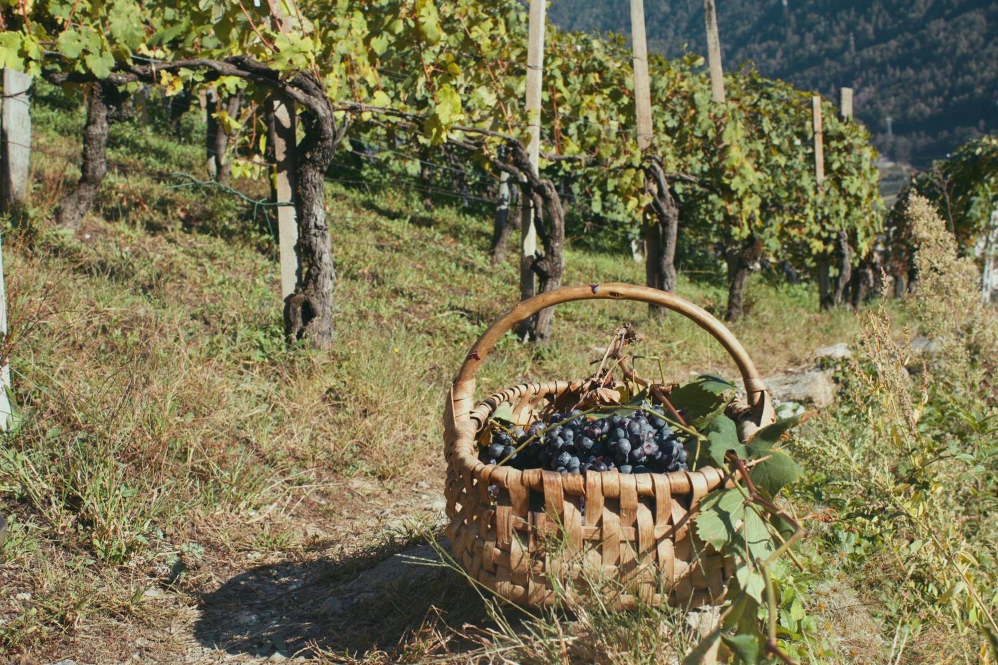 Dimora Perla Di - Historical Wine Retreat Near Bernina Express * Villa di Tirano